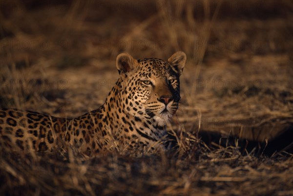 ANIMALS, Big Cats, Leopards, Leopard ( Panthera pardus ) lying in grass.