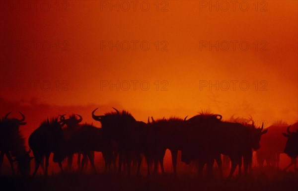 ANIMALS, Big Game, Wildebeest, Herd of Wildebeest ( Connochaetes gnu ) silhouetted against bright red sky.