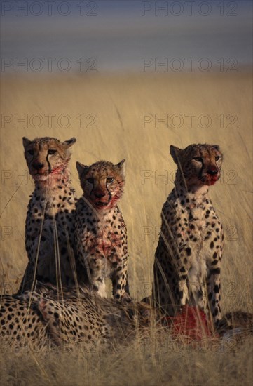 ANIMALS, Big Cats, Cheetah, "Pack of Cheetahs ( Acinonyx jubatus ) sitting in long grass with kill, Etosha National Park."