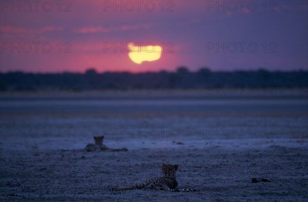 ANIMALS, Big Cats, Cheetah, "Two Cheetahs ( Acinonyx jubatus ) lying down in open landscape with colourful sunset on the horizon, Etosha National Park."