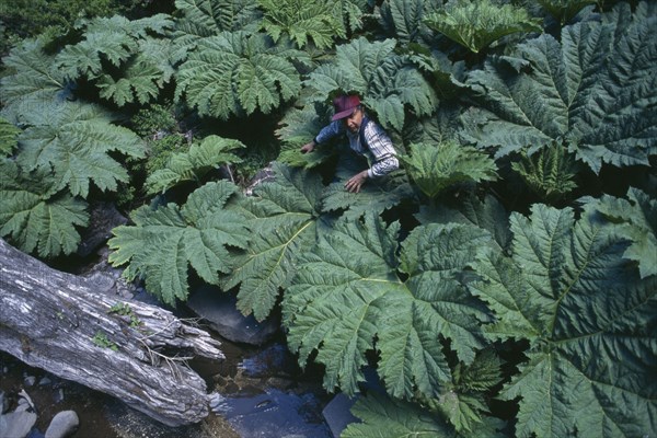 ARGENTINA, Patagonia, Neuquen, "Parque Nacional Nahuel Huapi, Paso Puyehue, Vladivian Forest.  Man emerging from amongst huge leaves of plant."