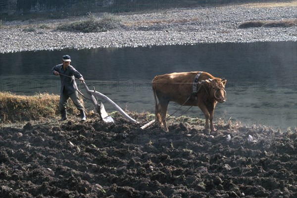 SOUTH KOREA, Agriculture, Ploughing rice field using bullock drawn plough