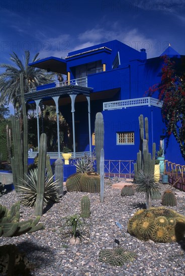 MOROCCO, Marrakech, The Jardin Majorelle . Ornamental garden with cactus and palm trees and Colbolt blue building