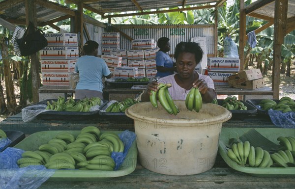 CARIBBEAN, Jamaica, St Marys, Woman dipping bunches of bananas in ripening agent at the Eastern Plantation