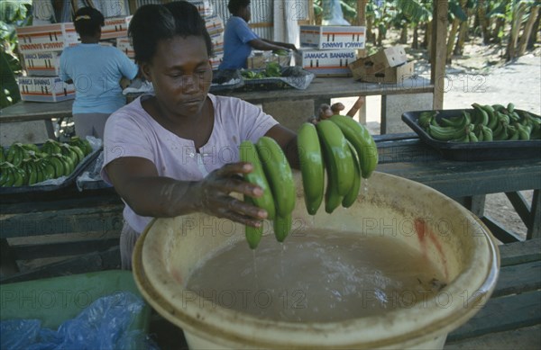 CARIBBEAN, Jamaica, St Marys, Woman dipping bunches of bananas in ripening agent at the Eastern Plantation