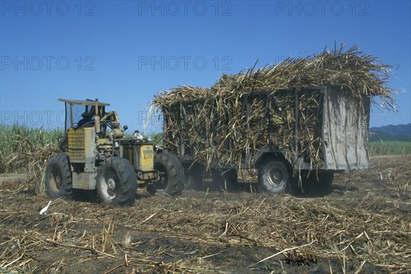 CARIBBEAN, Jamaica, Westmoreland Parish, Sugar cane being loaded by tractor onto trailer in a field at Frome Estate