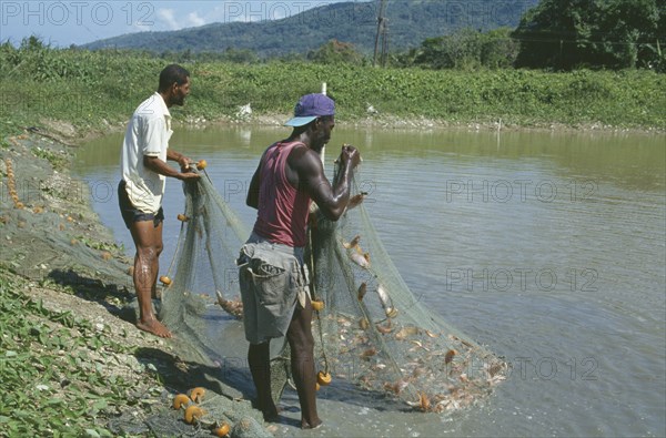 CARIBBEAN, Jamaica, Annotto Bay, Two men with fish caught in a net at the fish farm project