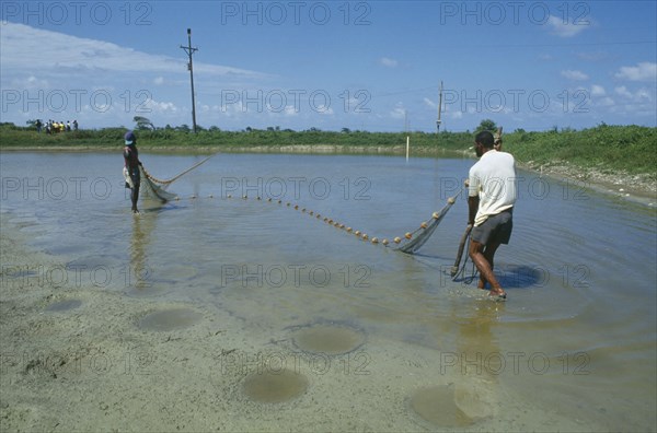 CARIBBEAN, Jamaica, Annotto Bay, Two men pulling in a net in the pool at the fish farm project