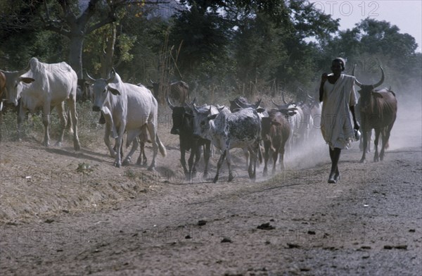 NIGERIA, Agriculture, Herdsman walking along a dusty road with cattle