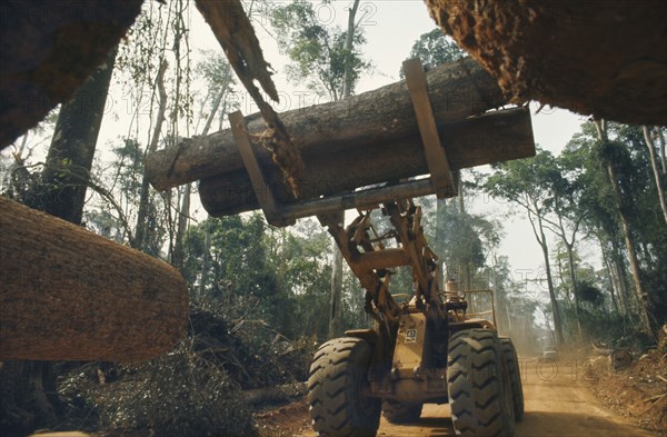 IVORY COAST, Environment, Deforestation.  Clearing tropical hardwood forest