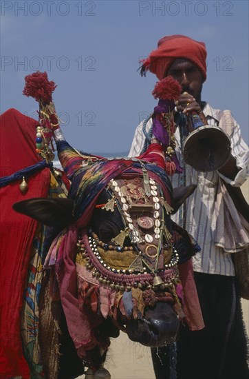 INDIA, Goa, Candolim Beach, Lambani gypsy man playing wind instrument with cow wearing highly decorated harness.