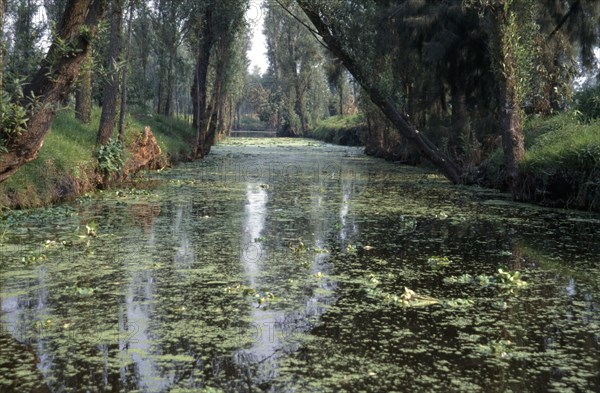 MEXICO, Mexico City, Xochimilco. Waterway with overhanging trees.