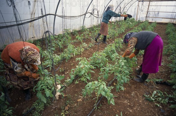 LEBANON, Beirut, Haddas.  Women tending plants in polytunnel on city outskirts.