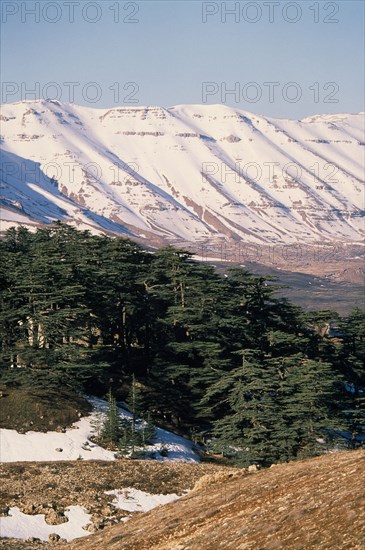 LEBANON, Landscape, Cedars of Lebanon Cedrus lebani.  Ancient trees in forest remnant known as Cedars of the Lord with snow covered mountains behind.