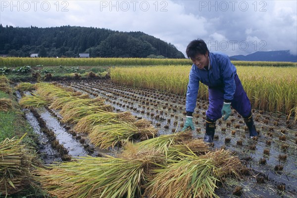 JAPAN, Honshu, Densho en, Young male farm worker harvesting rice