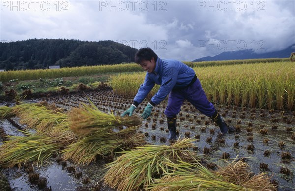 JAPAN, Honshu, Densho en, Young male farm worker harvesting rice