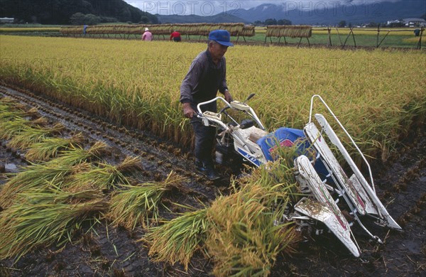 JAPAN, Honshu, Densho en, Farmer using hand powered machine to harvest rice fields