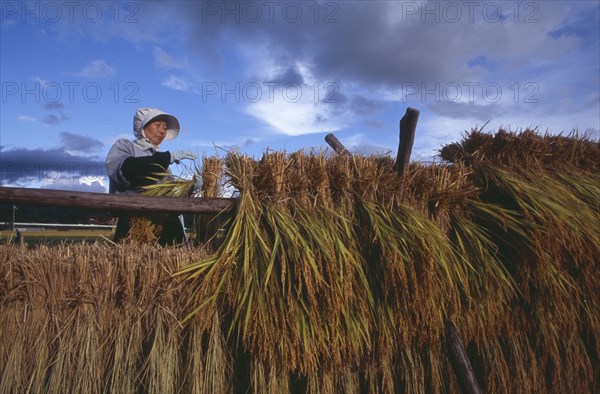 JAPAN, Honshu, Densho en, Female farm worker hanging bales of rice on drying racks with dramatic cloudy sky above