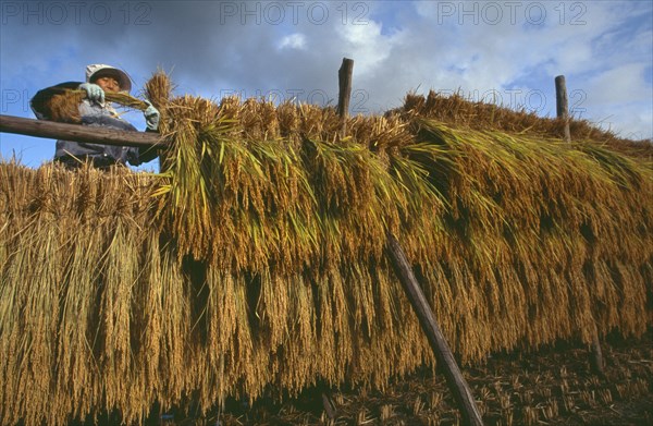 JAPAN, Honshu, Densho en, Female farm worker hanging bales of rice on drying racks with dramatic cloudy sky above