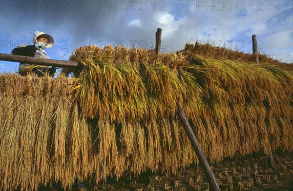 JAPAN, Honshu, Densho en, Female farm worker hanging bales of rice on drying racks with dramatic cloudy sky above