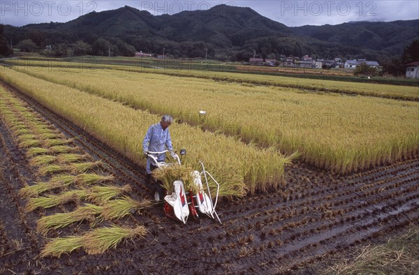 JAPAN, Honshu, Densho en, Male farm worker harvesting rice fields with a hand held machine