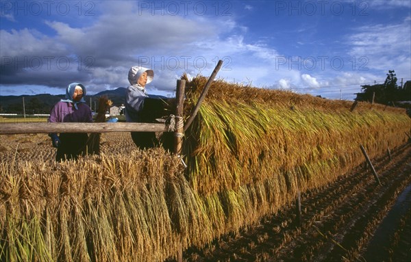 JAPAN, Honshu, Densho en, Female farm workers hanging bales of rice on to drying racks in the field