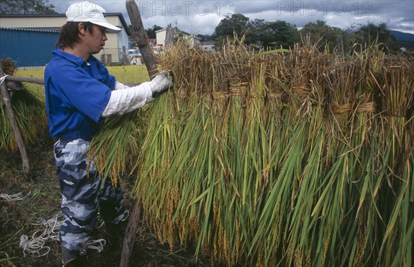 JAPAN, Honshu, Tono, Male farm worker hanging bales of rice on to drying racks