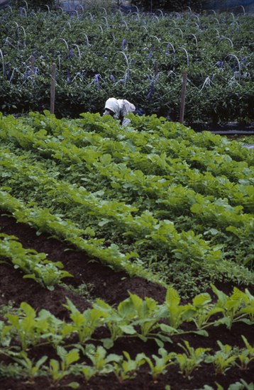 JAPAN, Honshu, Densho en, Vegetable plot with farm worker in the background