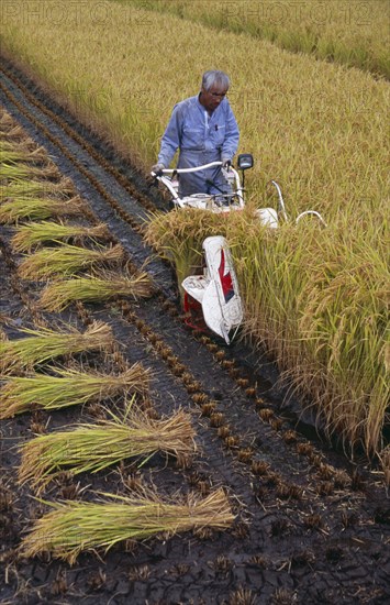 JAPAN, Honshu, Densho en, Farm worker harvesting rice field with hand held machine