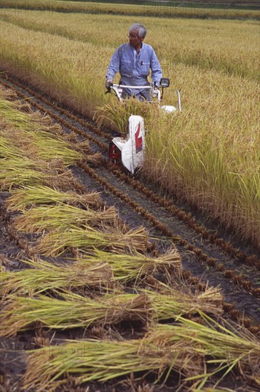 JAPAN, Honshu, Densho en, Farm worker harvesting rice field with hand held machine