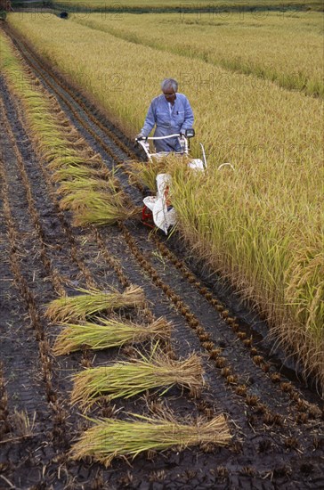 JAPAN, Honshu, Densho en, Farm worker harvesting rice field with hand held machine