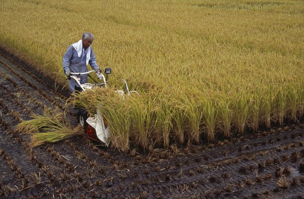 JAPAN, Honshu, Densho en, Farm worker harvesting rice field with hand held machine