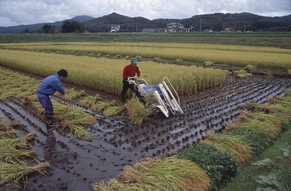 JAPAN, Honshu, Densho en, Farm workers harvesting rice field with hand pushed motorised harvester