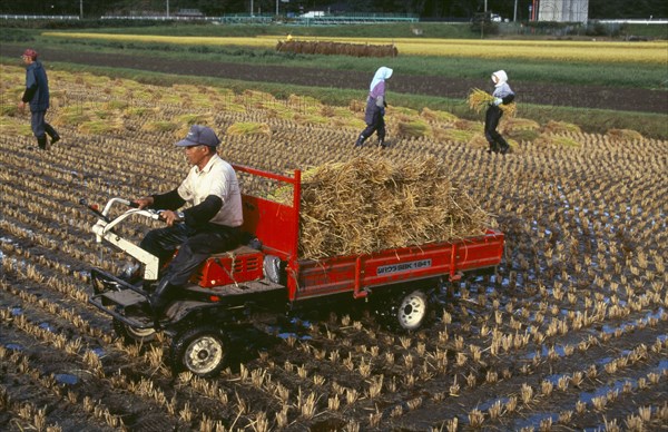 JAPAN, Honshu, Densho en, Farm workers gathering rice bales for loading on to small truck in the foreground