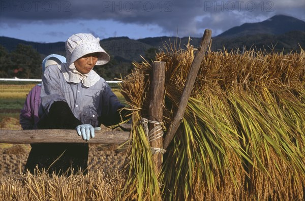 JAPAN, Honshu, Densho en, Female farm workers hanging bales of rice on to drying racks