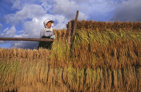 JAPAN, Honshu, Densho en, Female farm worker hanging bales of rice on to drying racks