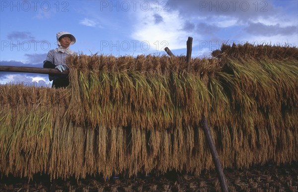 JAPAN, Honshu, Densho en, Female farm worker hanging bales of rice on to drying racks