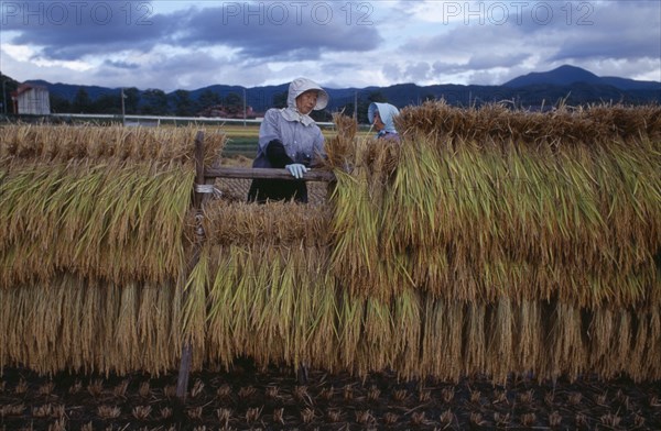 JAPAN, Honshu, Densho en, Female farm worker hanging bales of rice on to drying racks