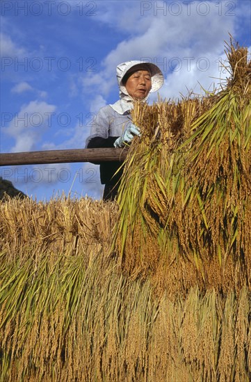 JAPAN, Honshu, Densho en, Female farm worker hanging bales of rice on to drying racks