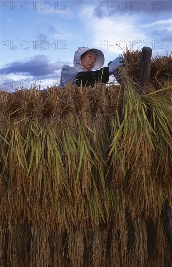 JAPAN, Honshu, Densho en, Female farm worker hanging bales of rice on to drying racks