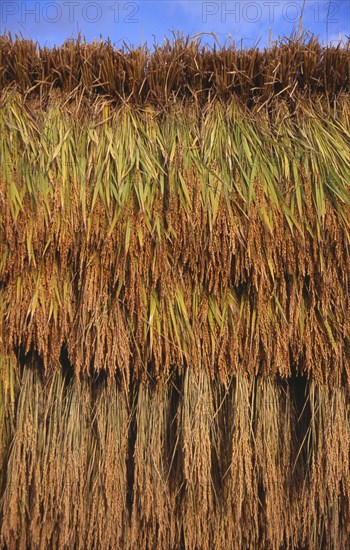 JAPAN, Honshu, Densho en, Bales of rice hanging on drying racks