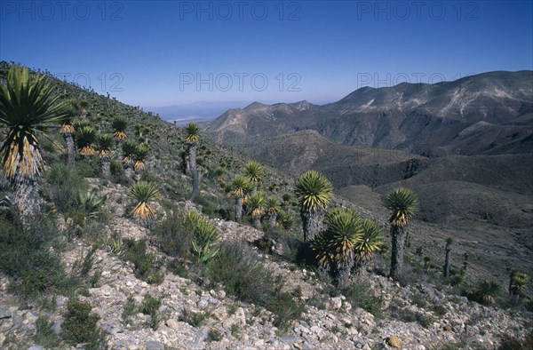 MEXICO, San Luis Potosi, Real de Catorce, Plants in desert landscape.