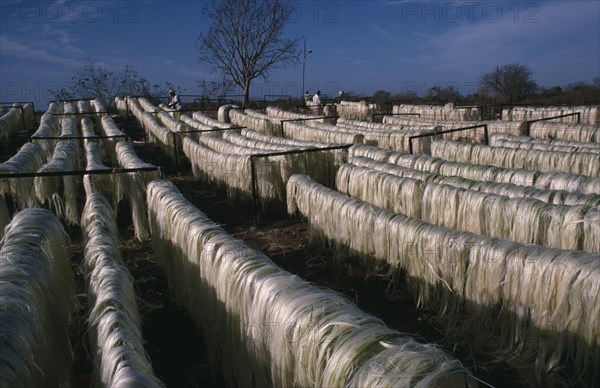 MEXICO, Yucatan, Sisal fibres used to make rope on drying racks near Merida.