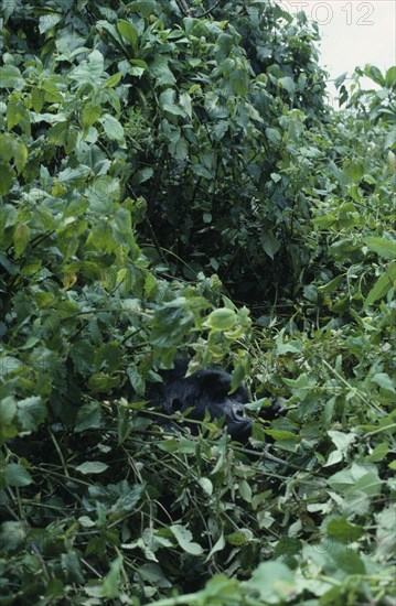 RWANDA, Volcans National Park, Single Silverback male mountain gorilla amongst vegetation in the Virunga Mountains.