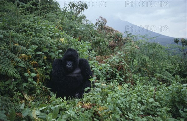 RWANDA, Animals, Gorilla, Single mountain gorilla.