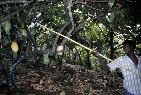 GHANA, Farming, Cocoa farmer harvesting pods.