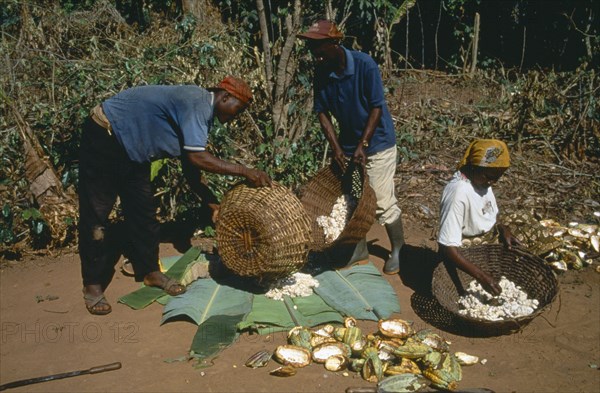 GHANA, West, Farming, Harvested cocoa beans extracted from their pods and wrapped in banna leaves before drying.