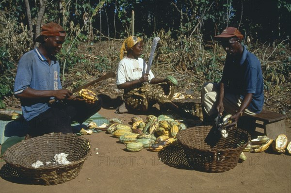 GHANA, West, Farming, Harvested cocoa beans extracted from their pods and wrapped in banna leaves before drying.