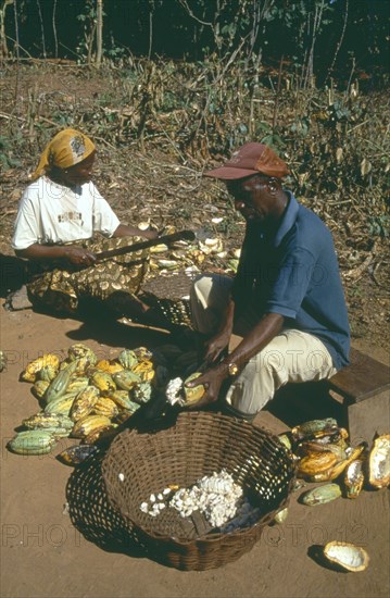 GHANA, West, Farming, Harvested cocoa beans extracted from their pods and wrapped in banna leaves before drying.