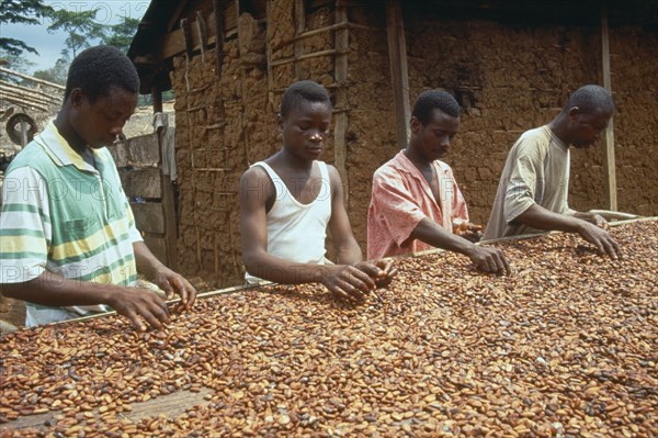 GHANA, West, Farming, Workers sorting through cocoa beans spread out to dry.